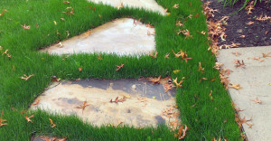 Lawn Care Kansas City Residential Grass